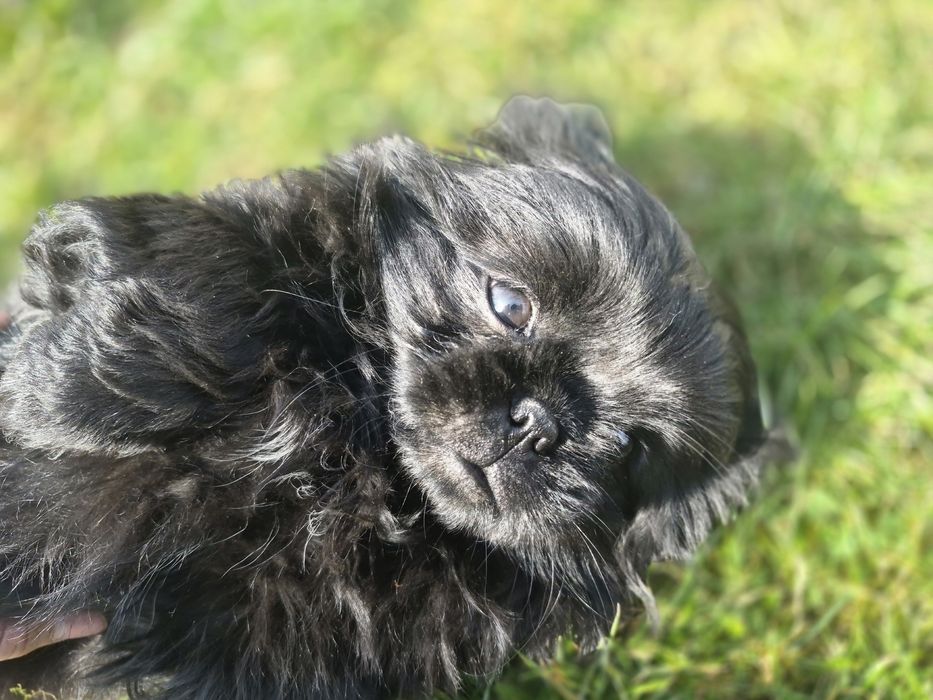 Пекінес дівчинка