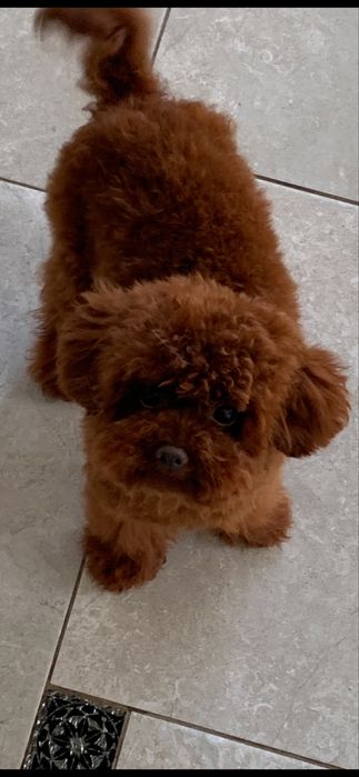 Тикап китайские крови вязка !