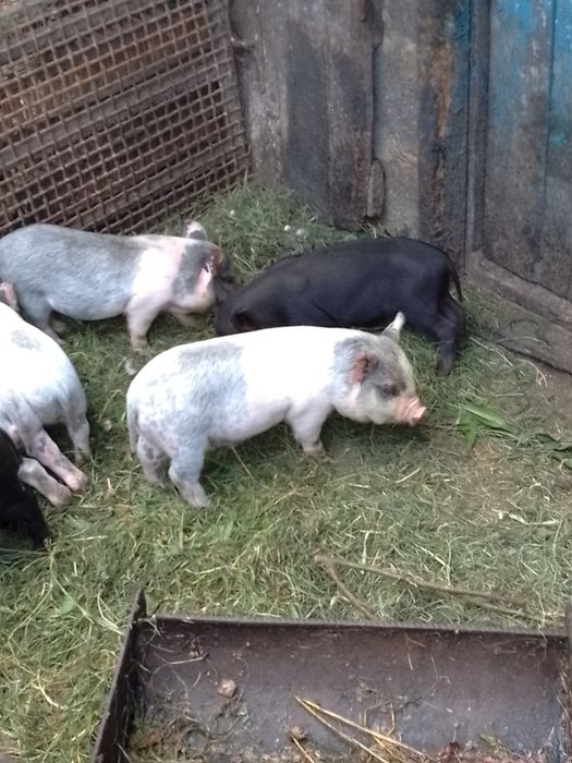 Поросята в'єтнамські