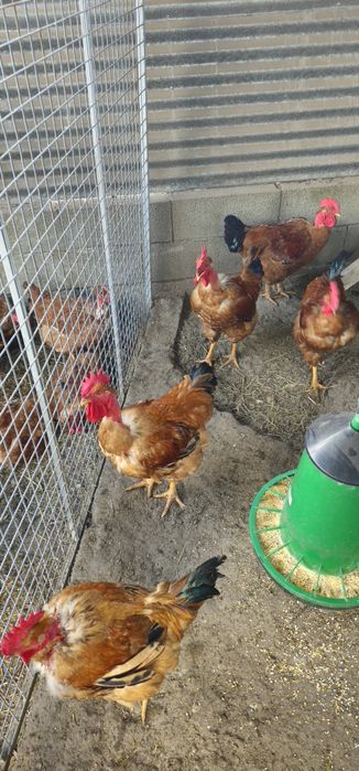 Galos de Capoeiro