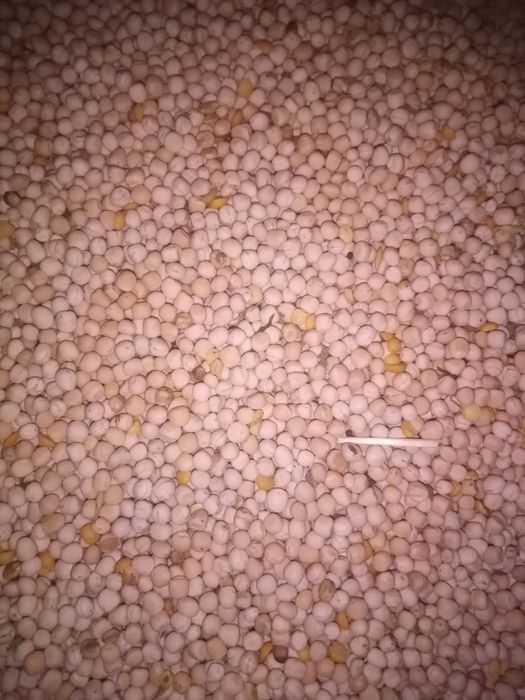 Groch siewny Olimp 2025 poplon