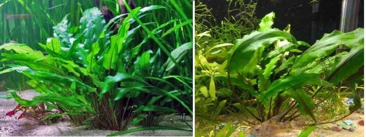 Растения аквариумные