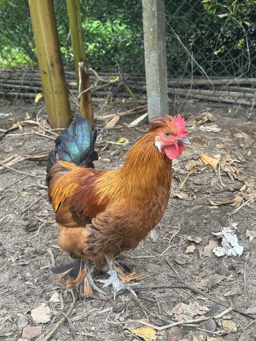 Galos Ornamental Exóticos com Topete e penas nas patas