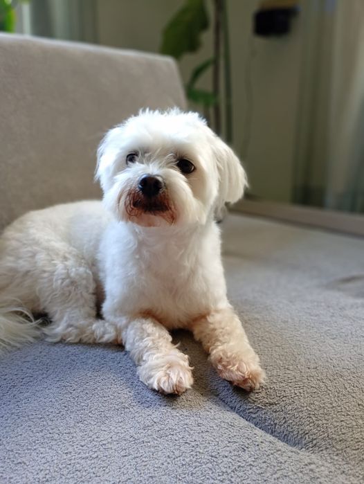 Tobi mały maltańczyk do adopcji