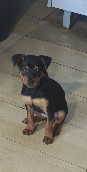 Pinscher  cavalinho macho puro