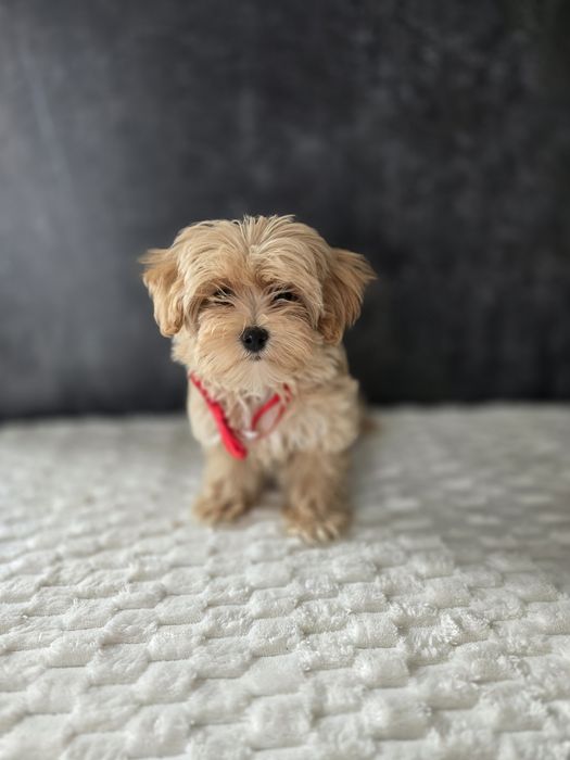 Maltipoo f1 sunia red red-brown xs