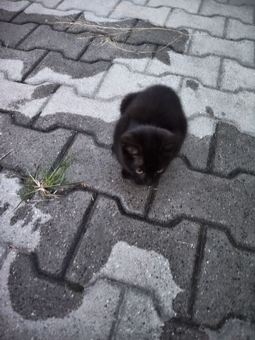 Oddam kotki  w dobre ręce