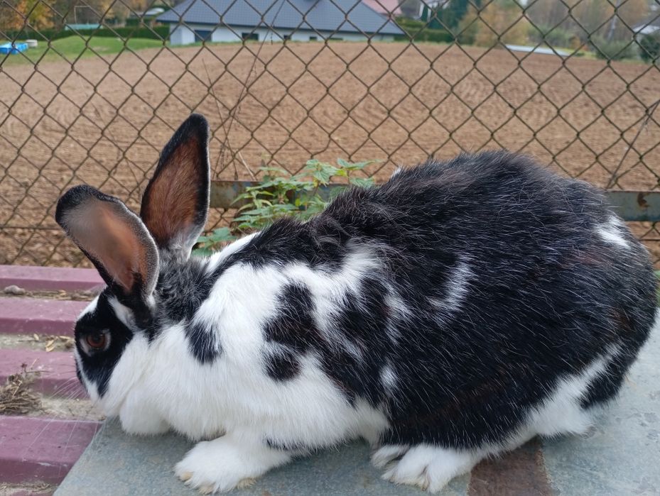 Kroliki.samce ,samice, młodzież