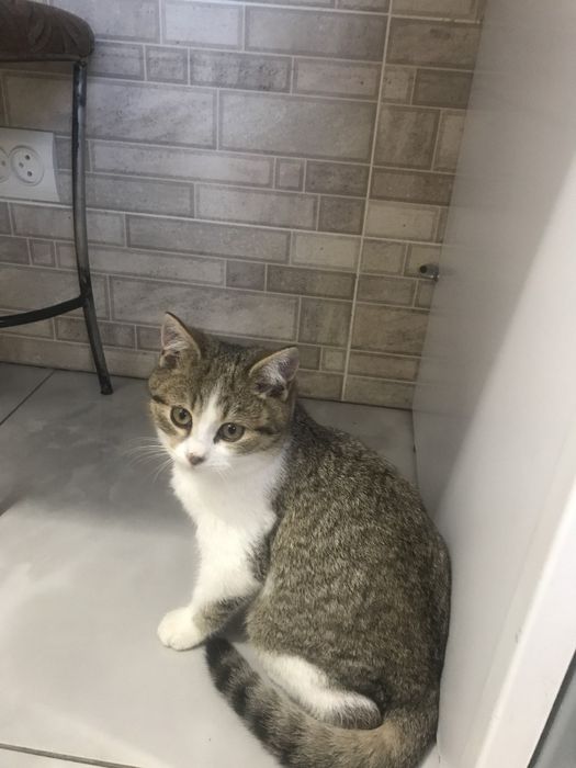 Віддам котика безкоштовно