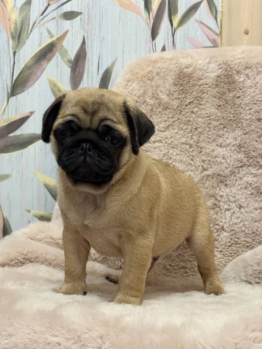 Бомбезні мопсики