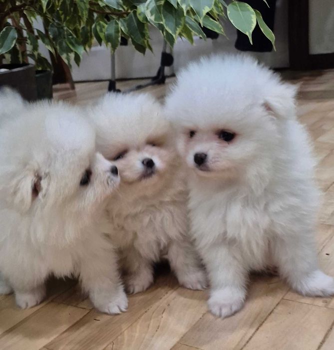 pomeranian szpic miniaturowy