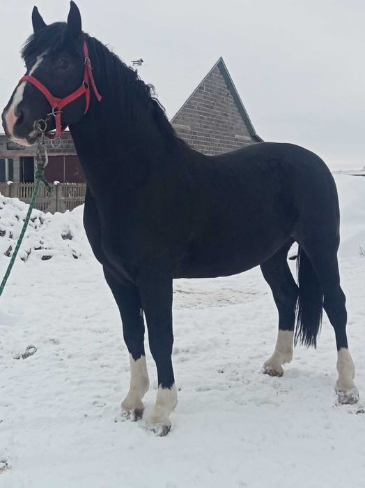 Ogier Śląski Atrox