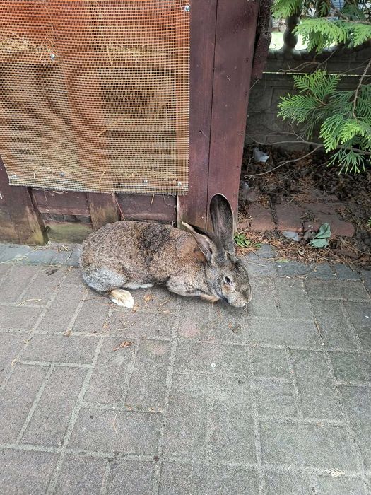 Sprzedam samice belga