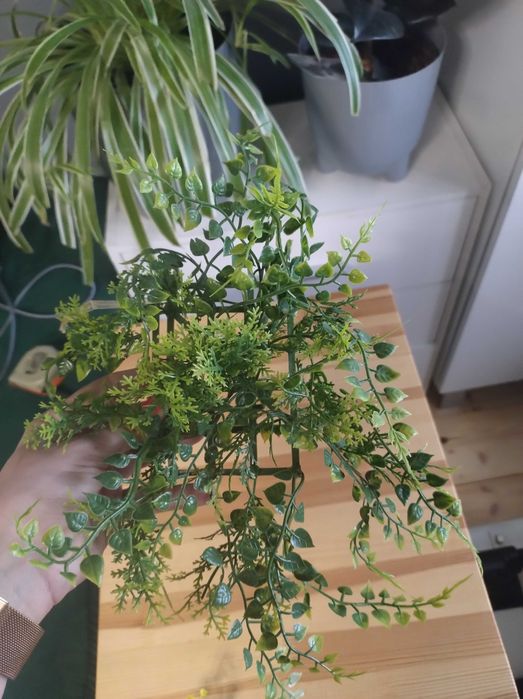Rośliny do terarium