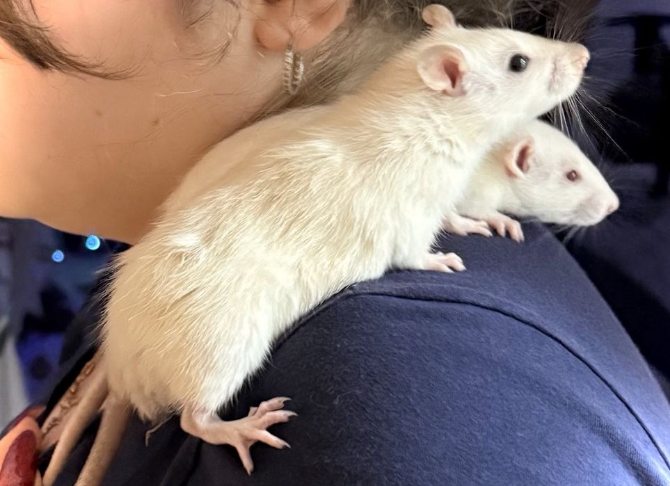 Крисята щуренята Декоративні пацючки Дамбо у добрі руки