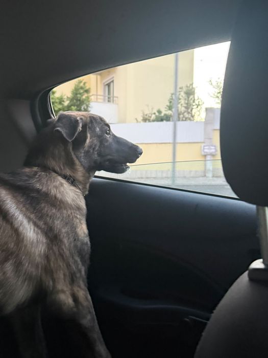 Cão para adoção responsável