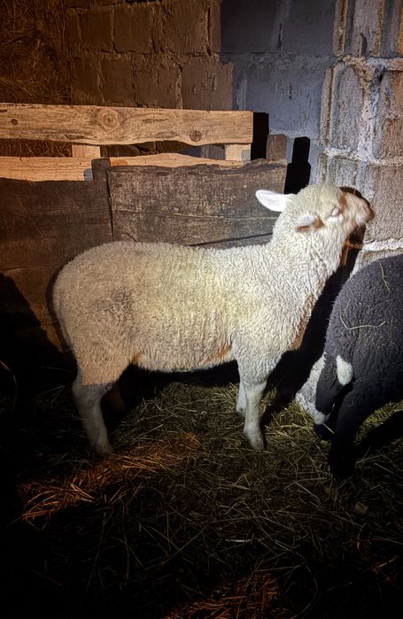 Jagnięta (owce, barany)