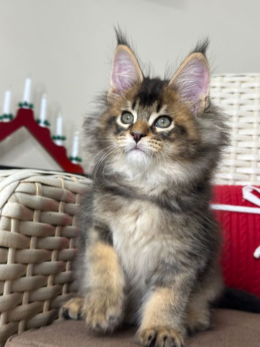 Dracarys- Kocurek Maine Coon