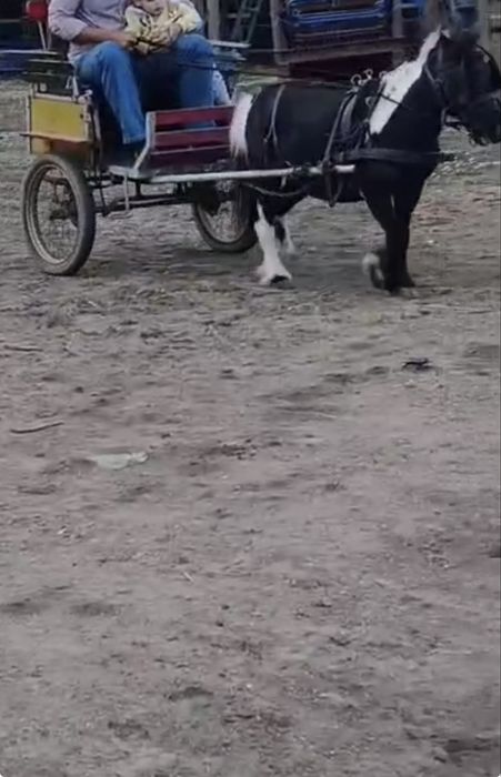 Mini Ponei Femea Malhada