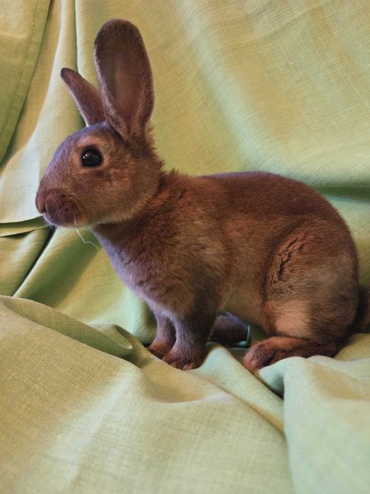 Królik miniaturka MiniRex samczyk, chowany z dziećmi i psem