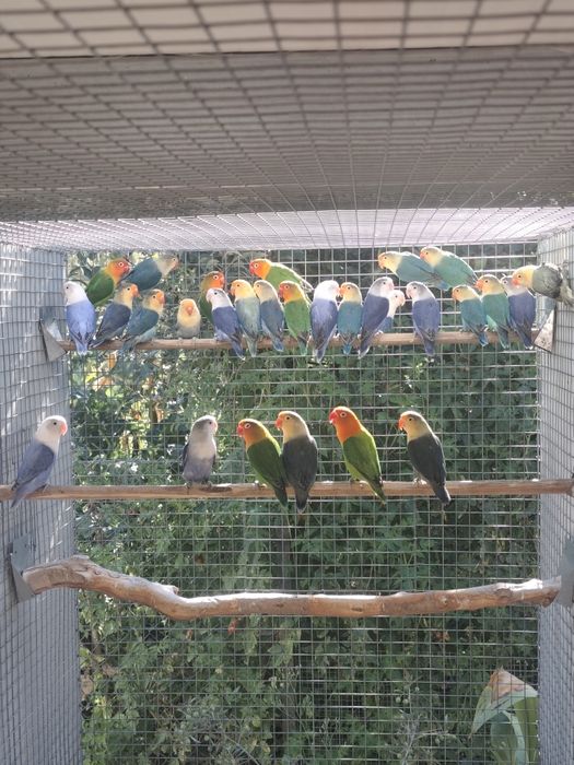 Agapornis Fischeris