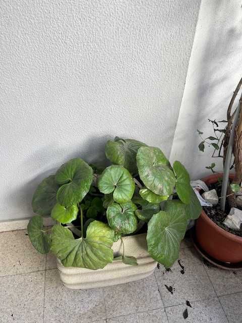 Bergenia (Bergenia crassifolia), Pata de cavalo