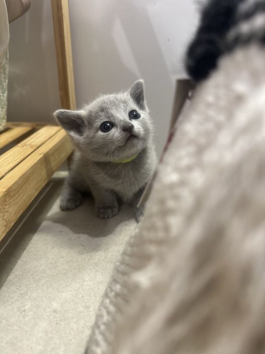 Kotka rosyjska niebieska