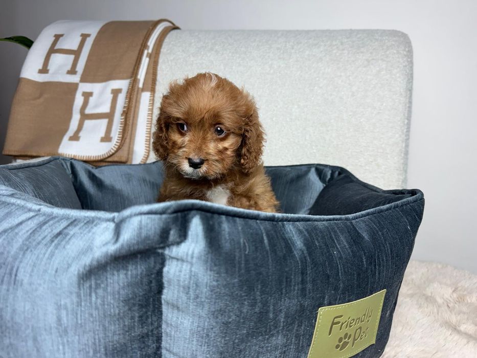 cavapoo piesek gotowy do odbioru