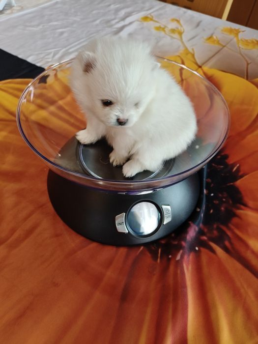 Lulu da Pomerânia menina mini