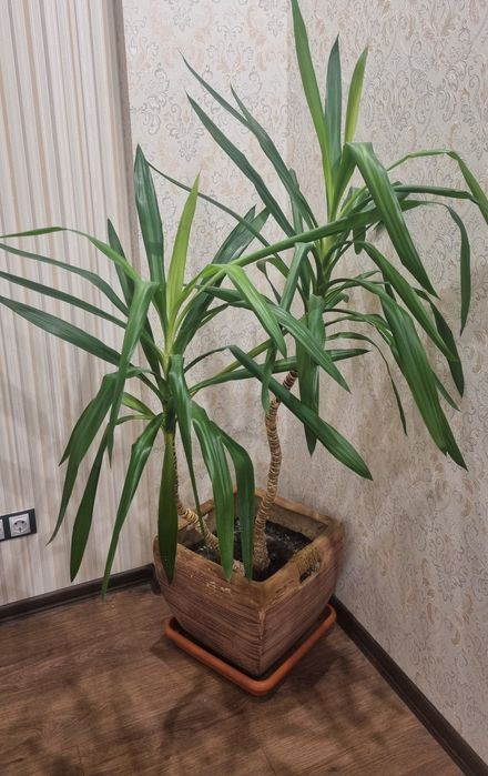 Продам юкку з горщиком