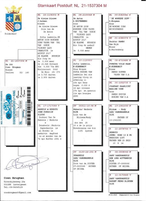 Gołębie Schellens,Drapa,Jansen,Van Dyck