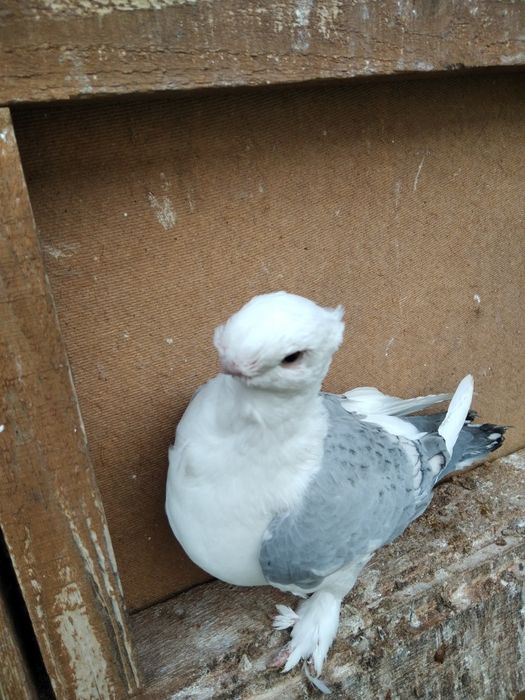 Mewki orientalne samica 2023 r samiec 2025r