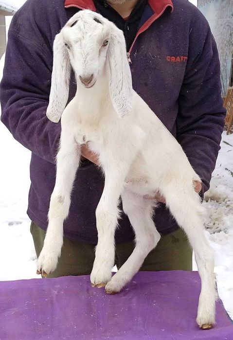 Продається каморі-нубійська козичка.