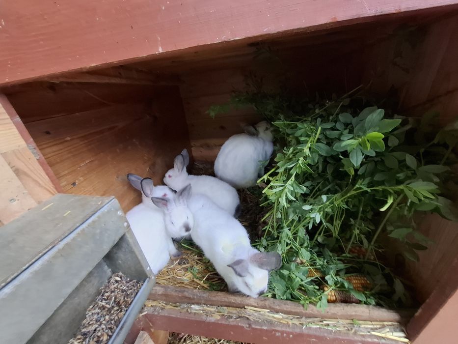 Króliki Kalifornia czarna Siedlce • OLX.pl