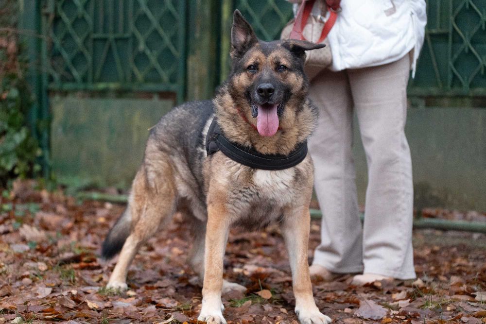 Dostojny pies w typie owczarka szuka domu