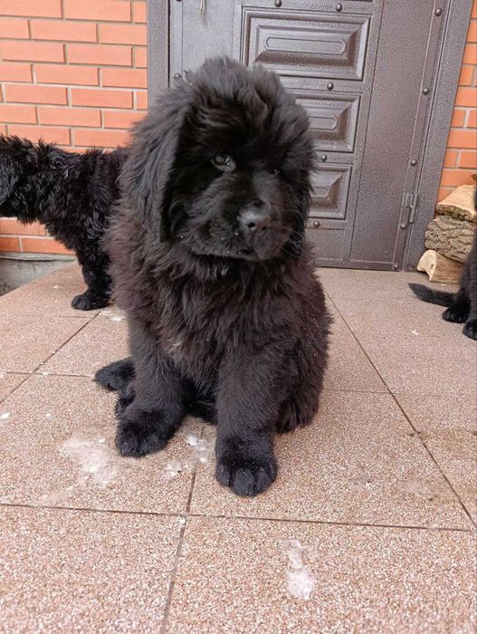 цуценята ньюфаундленда в ДОБРІ РУКИ