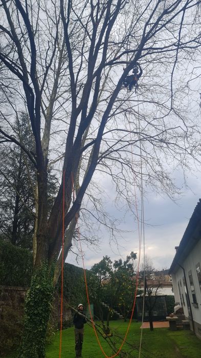 Poda e Abate de Árvores