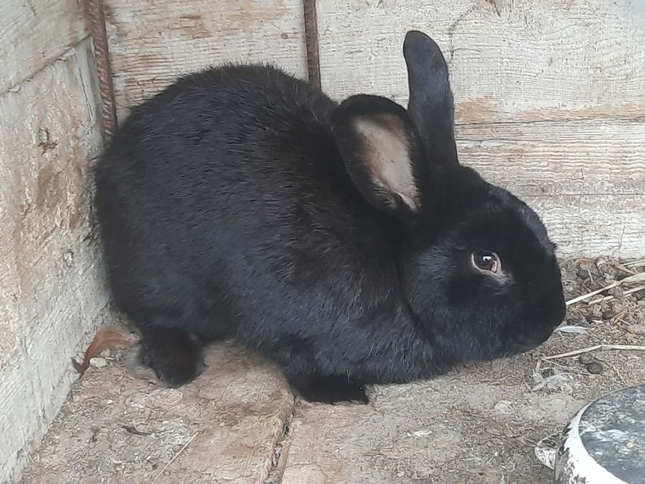 Królik samiec - sprzedam !