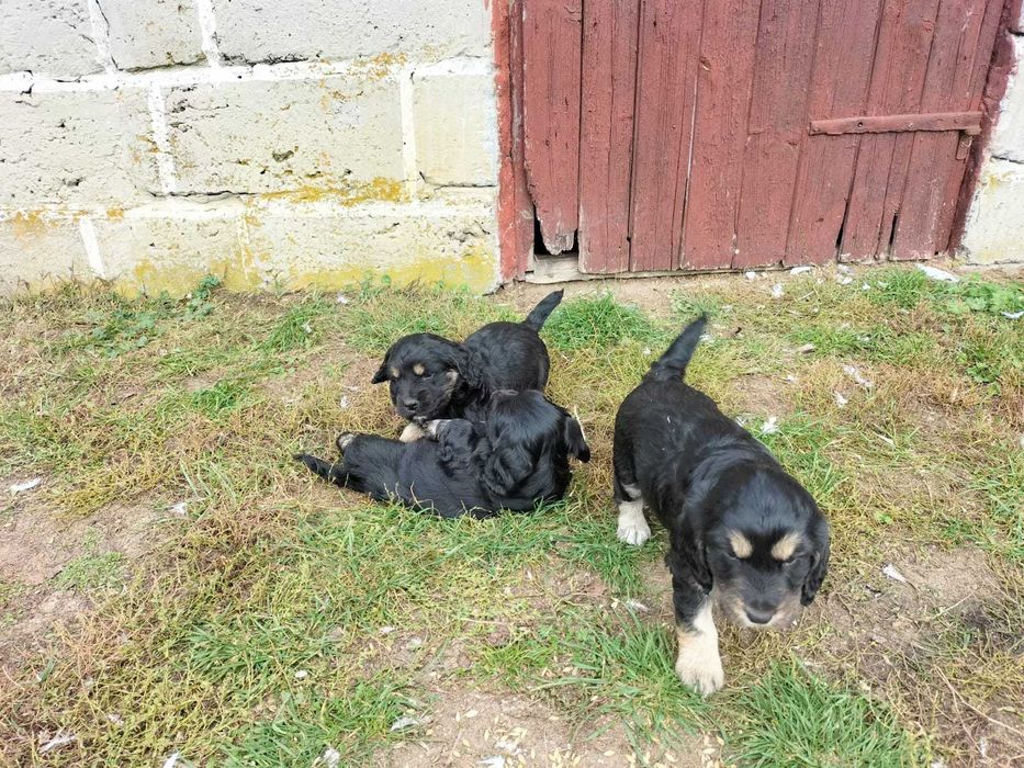 Szczeniaki cocker spaniel mieszanka z kundlem