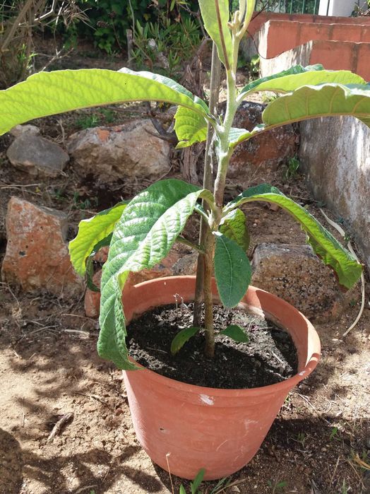 almofadão grelhador compotas nespereira