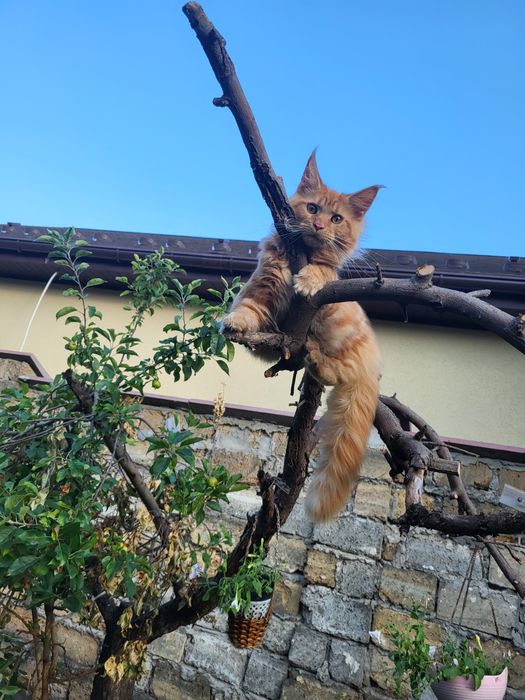 Прекрасные котята Мейн-кун с питомника