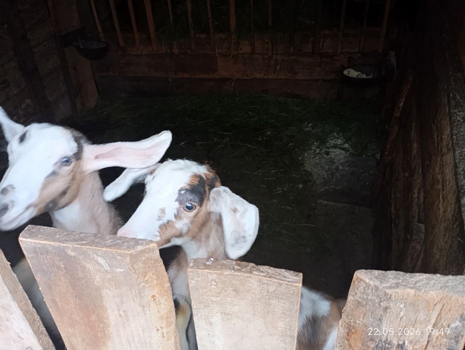 Продам козу з козенятами