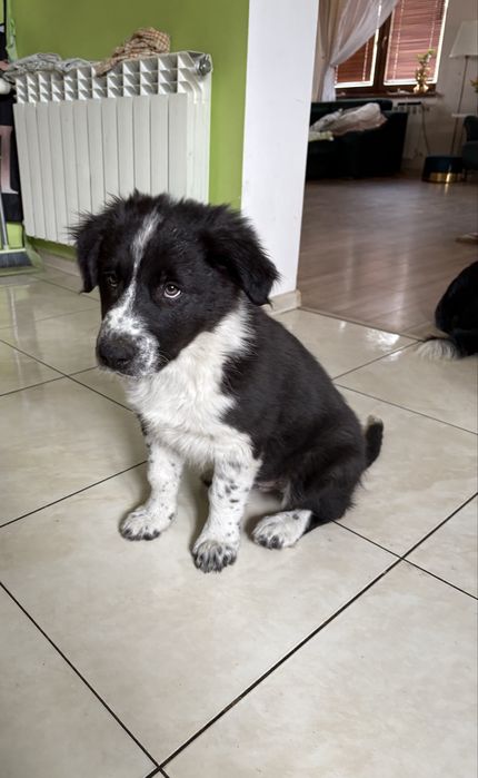 Piesek Border Collie