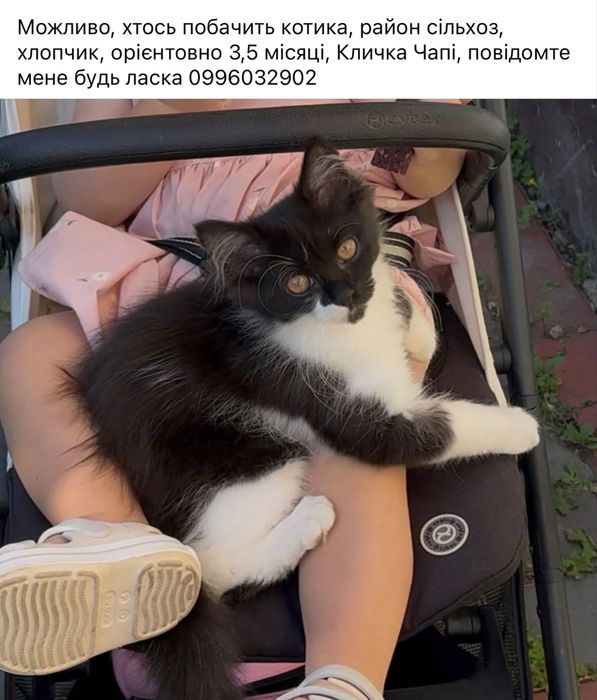 Зник котик, мукачево, хлопчик Чапі