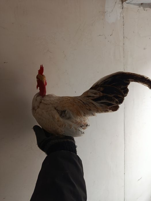 Куры лилипуты инкубационное яйцо