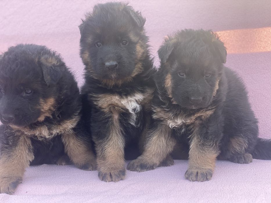 Малята та пвдростки