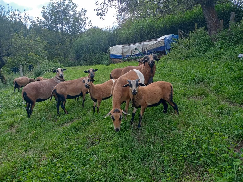 Sprzedam owce kameruńskie