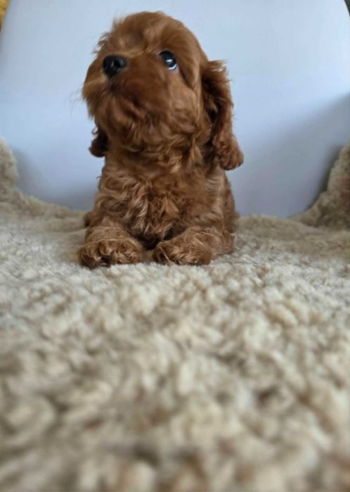 Cavapoo Dziewczynka