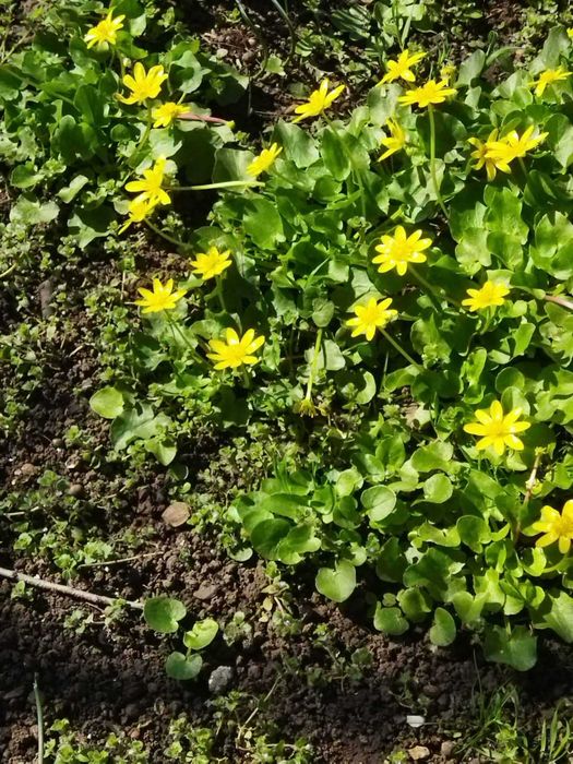 ясколка       отдам