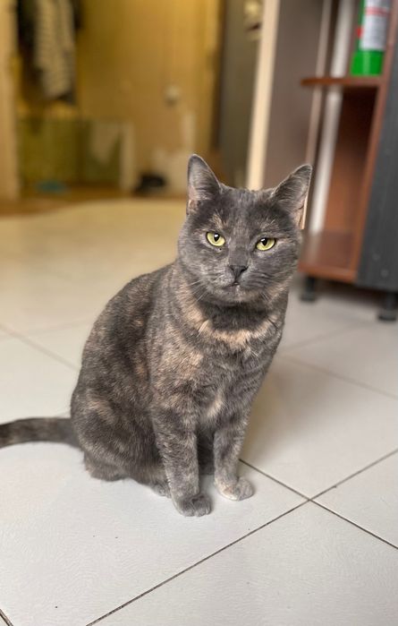 Котята котики отдам красивую кошку